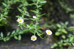 Erigeron annuus